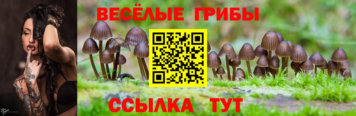 Псилоцибиновые грибы Psilocybe  Галлюциногенные грибы Cubensis  Зеленогорск 